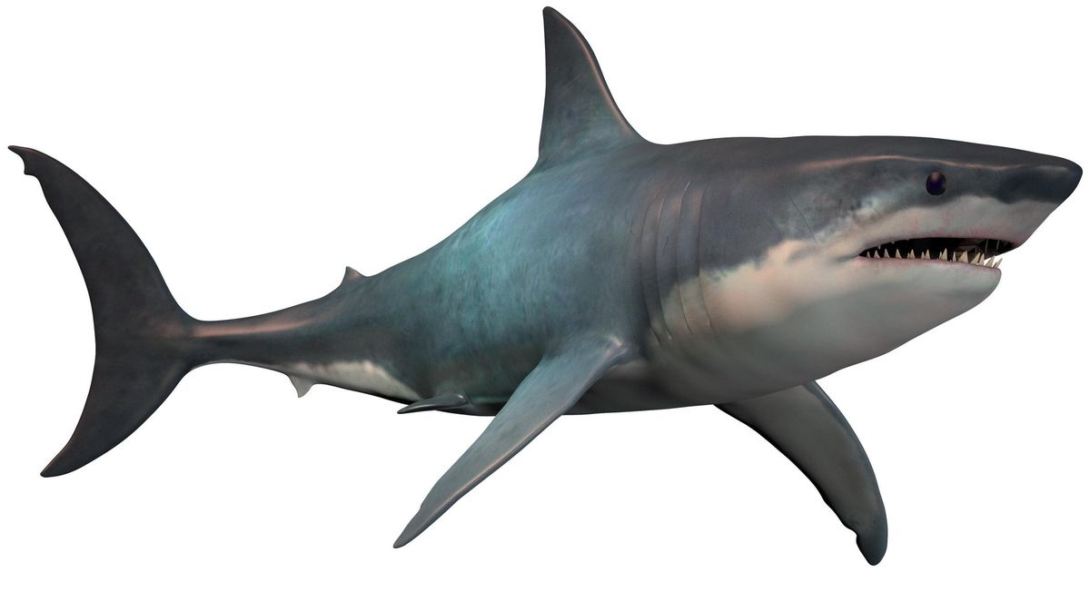 Malá paleontoložka našla miliony let starý žraločí zub